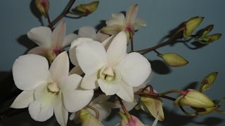 Дендрофаленопсис слайд-шоу Dendrobium phalaenopsis