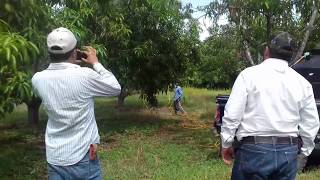 Tratamiento del mango contra hongos