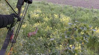 Please Vote! 2019 Recurve bowhunt for big roebuck - Tales From the Willows - Short version