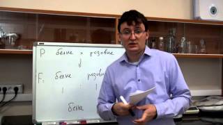 Неполное доминирование. Разбор задачи №3.2