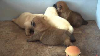 Baby Chow Puppies, Sky born 8/15/10