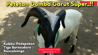 Petetan Domba Garut Super Umur 6 Bulan - Anak Sidolar