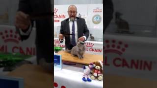 Международная выставка кошек Grand Prix Royal Canin - 2016