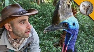 ЧЕЛОВЕК vs КАЗУАР (ЧЕЛЛЕНДЖ по поеданию яблок) Brave Wilderness на русском