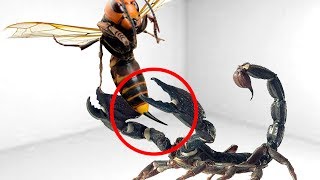 5 CRAZIEST INSECTS FIGHTS CAUGHT ON CAMERA