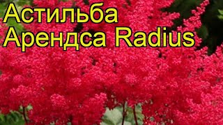 Астильба арендса Радиус. Краткий обзор, описание характеристик astilbe arendsii Radius