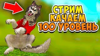 ПРОКАЧИВАЕМ 100 УРОВЕНЬ в игре WildCraft СИМУЛЯТОР ВОЛКА