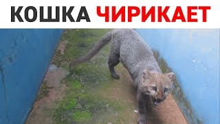 ЯГУАРУНДИ: КОШКА, КОТОРАЯ УМЕЕТ ЧИРИКАТЬ