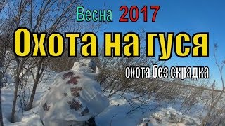 Охота на гуся.2017. Весна  ч.2