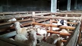 PETERNAKAN KAMBING GIBAS POTONG SEKALA BESAR