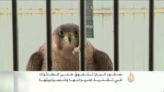صقور الباز تتفوق على الطائرات المقاتلة