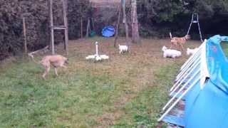Milu le petit chien de 9 mois qui avait été pendu arrive dans sa maison.
