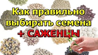 Советы как правильно выбрать семена и саженцы