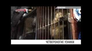 Четвероногие узники