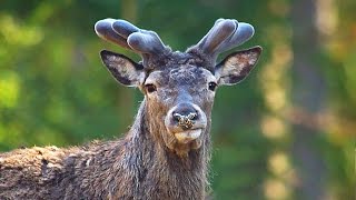 Благородный олень. Новые рога. Апрель. Red deer. New antlers. April.