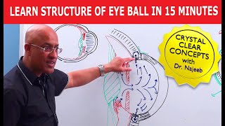 Learn Structure of Eye Ball in 15 Minutes!