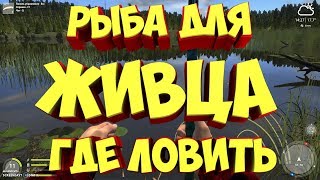 русская рыбалка 4 ЖИВЕЦ ГДЕ ЛОВИТЬ рр4 Алексей Майоров