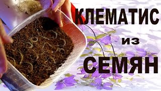 КЛЕМАТИС ИЗ СЕМЯН – ВЫРАЩИВАНИЕ КЛЕМАТИСА ИЗ СЕМЯН  от Nina Petrusha channel Clematis TV