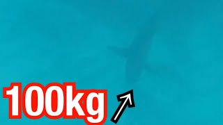 100kg超えのサメが迫ってきた…【衝撃映像】【シャークアタック】【shark attack 】