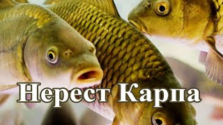 Нерест карпа! Рыбакам на карпа, не смотреть!  Может остановиться сердце!