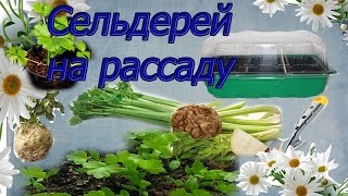 Рассада сельдерея . Посадка корневого и черешкового сельдерея на рассаду .