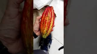 Vaina de Theobroma cacao kakao Planta tropical carnizonaplant