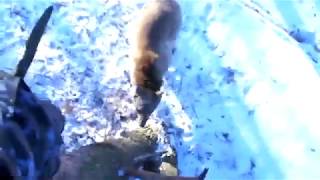 Охота на медведя или наоборот