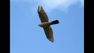 Ястреб-тетеревятник атакует! Goshawk attacks my pigeons!