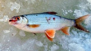 Как сделать филе из мелкой плотвы.