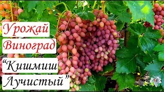 Виноград Кишмиш Лучистый. Урожай и особенности гибридной формы