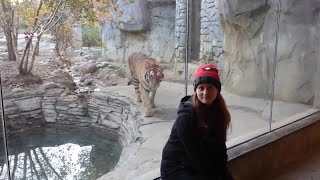 Siberian Tiger "Plays" With Tourists