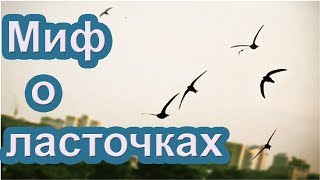Почему ласточки перед дождем летают низко