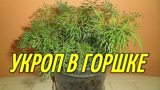 Как вырастить укроп дома. Укроп в горшке. ОГОРОД НАД ЗЕМЛЁЙ.