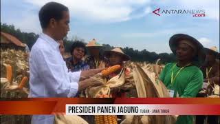 ANTARANEWS - Presiden Joko Widodo panen jagung di Tuban, Jawa Timur
