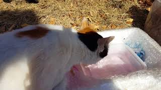 [길냥이 덕후]배부른 고양이의 폭풍 그루밍(마음 정화 영상)
