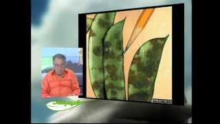 ΑΕΙΦΟΡΙΑ (NEO2014) Β.ΦΑΣΟΛΙΑ-PHASEOLUS VULGARIS BEANS ΑΣΘΕΝΕΙΕΣ ΦΥΤΟΥ ΙΑΤΡΟΦΑΡΜΑΚΕΥΤΙΚΕΣ ΙΔΙΟΤΗΤΕΣ
