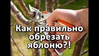 Как правильно обрезать яблони?! Очень подробное видео!!!