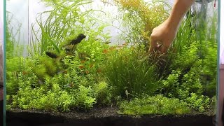 #16.富士砂　水草水槽　ロタラのトリミング(Trimming of Aquatic Plants Rotala)
