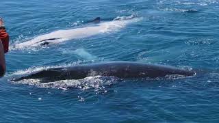 Tasman Venture | Hervey Bay Whale Watch Cruise | Experience Oz