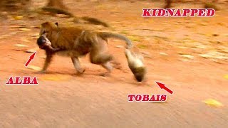 MONKEY TOMA KIDNAPPED ALBA BUT MISS TAKE CARE TOBAIS | TOBAIS COLLAPSED RUN FOLLOW MOM TOMA