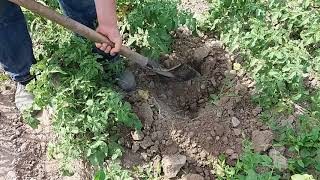 Пробная выкопка раннего картофеля Ривьера на 02.06.18г.