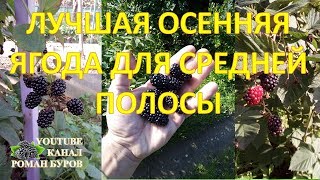 Осенняя Ягода №1 для средней полосы. Ежевика без шипов Блек Сатин. Как плодоносит ежевика в октябре.