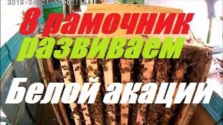 #ВесеннееРазвитиеПчелопакетовДжубга #ПчеласемейПоворино #СравниваемАнализируем #Пчеловодство2019#