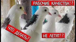 На рабочие качества голубя влияет множество факторов 23.01.20