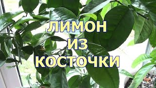 КАК ВЫРАСТИТЬ ЛИМОН ИЗ КОСТОЧКИ ВИДЕО РЕЦЕПТ