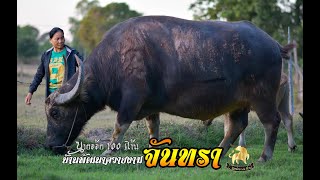 Ep.71 ฟาร์มควายงามต้นแบบบ้านพัฒนาควายงามจันทรา อ.พยัคฆภูมิพิสัย จ.มหาสารคาม 088-016-2287