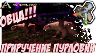 ARK  Survival Evolved - ПРИРУЧЕНИЕ ПУРЛОВИИ. TAMING PURLOVIA.