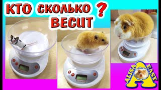 ВСЕ НАШИ ПИТОМЦЫ / КТО сколько ВЕСИТ? / Сколько ВЕСЯТ хомки / Mорская Cвинка, Кот / Alisa Easy Pets