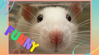 Смешные крысы дамбо?. FUNNY DUMBO RATS ? влог/VLOG # 53