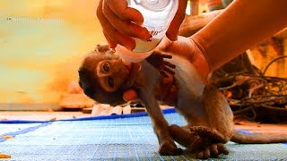 Very Pity and Lonely Lori Baby Getting Milk, Wish Lori Back Mommy Soon! Pray For Lori!
